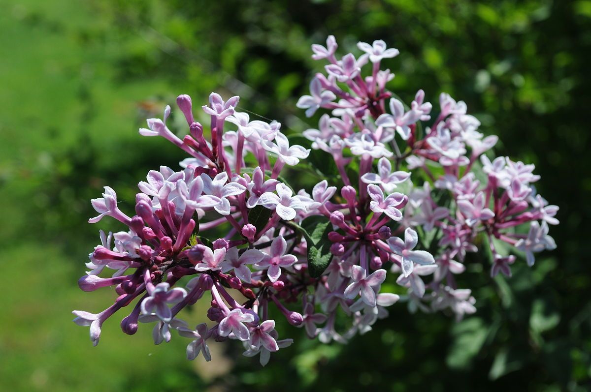 СеменаСирень бархатистая Syringa velutina