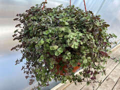 Каллизия зеленая в кашпо