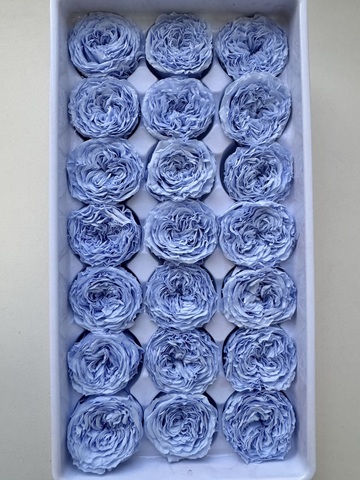 Роза пионовидная 2-3 см Незабудка (половина коробки-10шт)