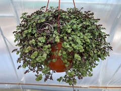 Каллизия зеленая в кашпо