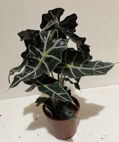 Алоказия Полли d17