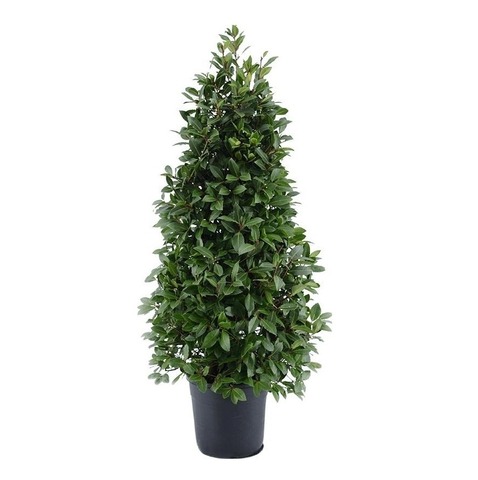 Лавр благородный