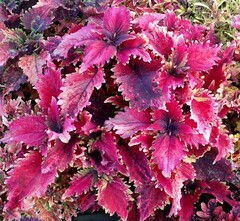 Армани Тай колеус