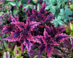 Tabasco колеус КСР