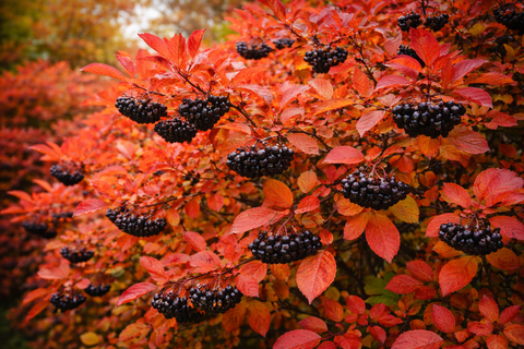 Арония черноплодная