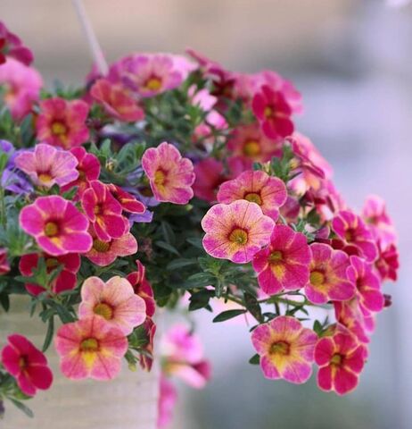 19308 Калибрахоа Cabaret Early Diva Cherry (Весна 2026)