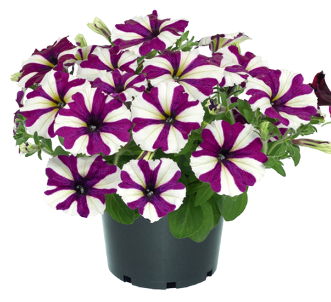 32181 Петуния GO!TUNIA BURGUNDY STAR  (ВЕСНА 2025)