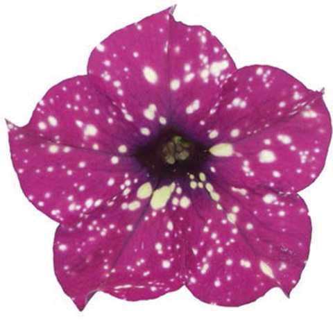 32337 ПЕТУНИЯ STARTUNIA MAGENTA