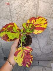 Tiger Print Тай колеус КСР