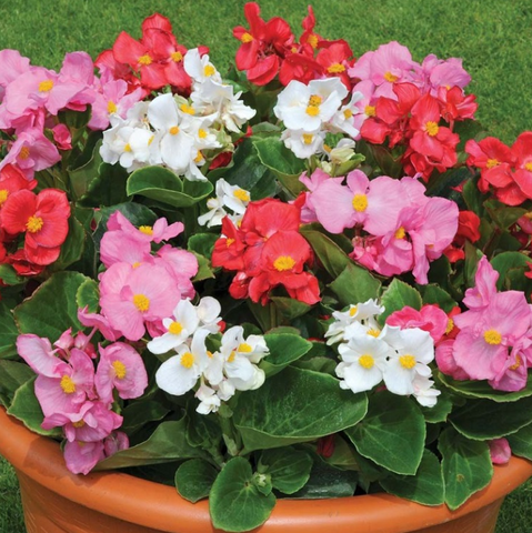 Бегония Спринт Плюс Макси Микс