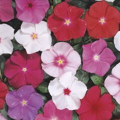 Катарантус Хитвэйв Микс