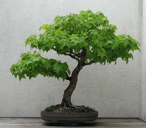 Ликвидамбар смолоносный  liquidambar ctyraciflua