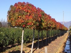 Ликвидамбар смолоносный  liquidambar ctyraciflua