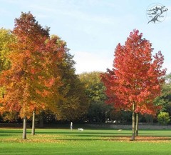 Ликвидамбар смолоносный  liquidambar ctyraciflua