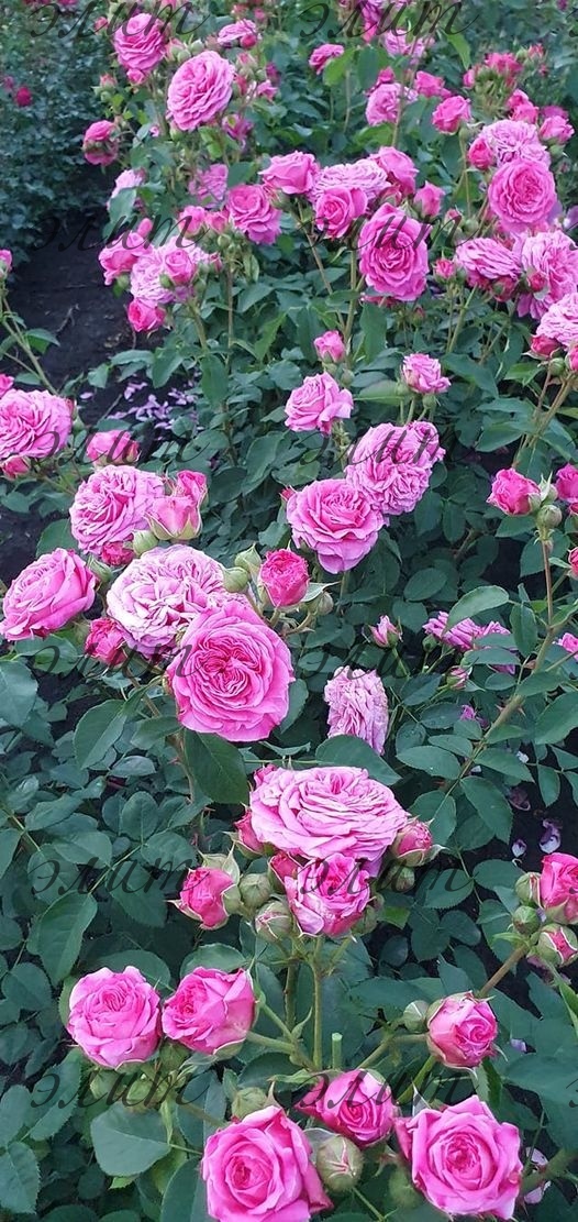 Роза пинк фламинго фото