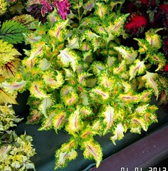 Батик колеус КСР