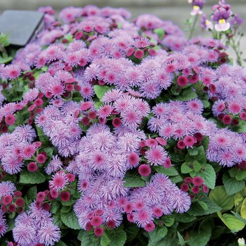 7406 Агератум Ariella Violet (Весна 2026)