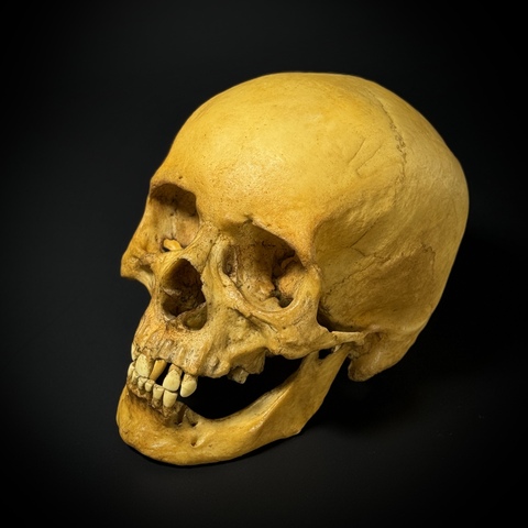 Череп человека мужской (анатомическая модель)