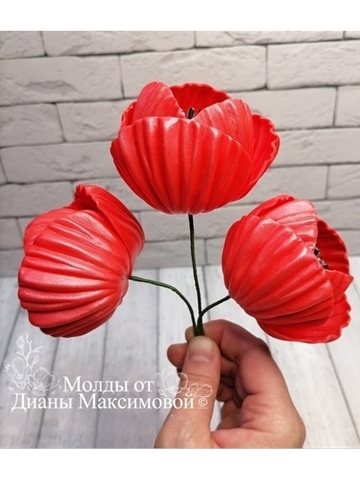 Молд+Вайнер 