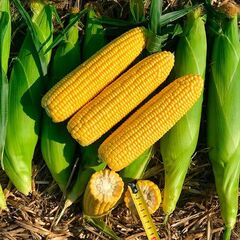 Семена кукурузы сахарной Мелина F1, GreenTime, 10 шт.