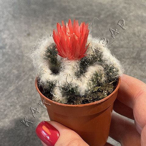 Аустроцилиндропунция Вестита Кристата с сухим цветком d5