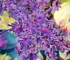 Аристократ UO колеус КСР