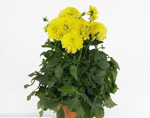 17194 Георгин DaMax Sonora (Весна 2026)