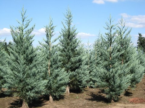 Teofrast Секвойя гигантская sequoia giganteum