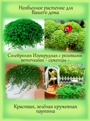 Улично-домашние