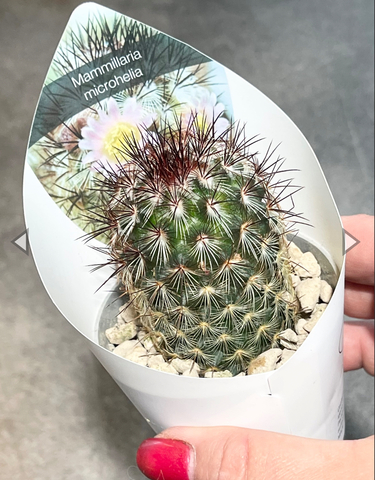 Маммиллярия Микрохелия