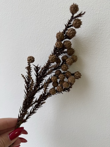 Криптомерия сухоцвет