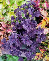 UTS Black Coral колеус КСР