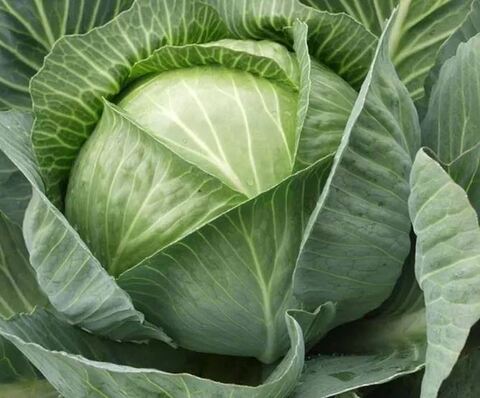 Капуста белокачанная Ринда