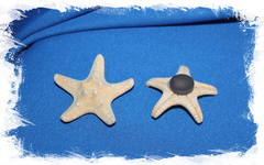 Морская Звезда на магните 4,5 -5,5 см.