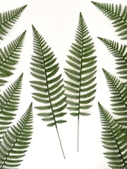 Папоротник, зелень искусственная, 56 см., набор 10 веток.