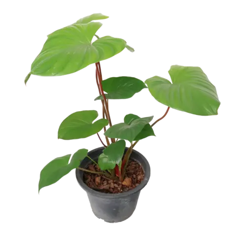 Хамаломена