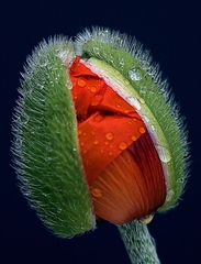 Силиконовый молд Бутон мака большой 3 D