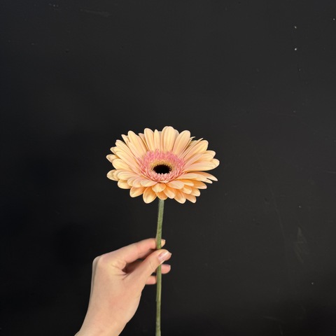 Гербера персиковая / 1 шт