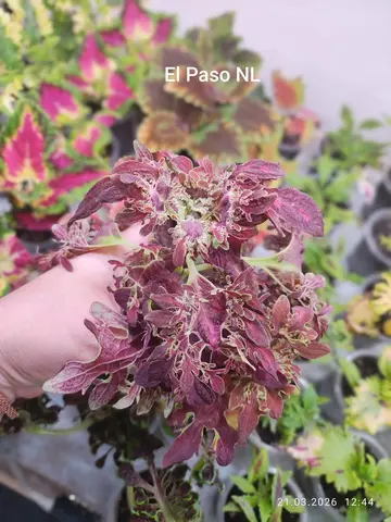 El Paso NL