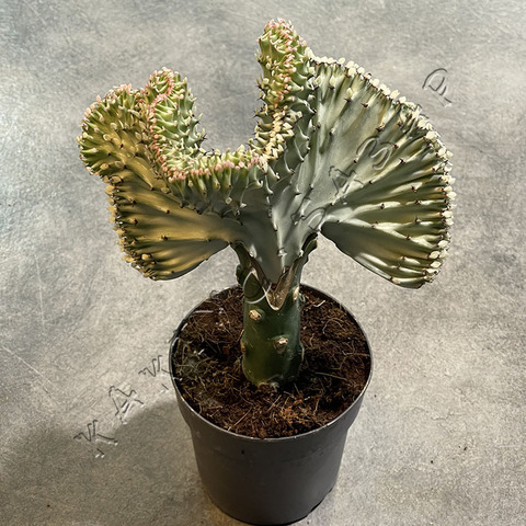 Эуфорбия Лактея Вариегата Кристата (прививка) d11