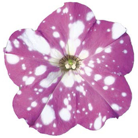 32338 ПЕТУНИЯ STARTUNIA PINK