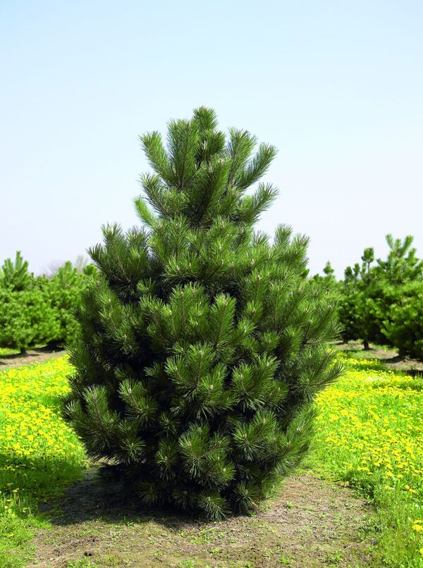 Семена Сосна Черная Pinus nigra