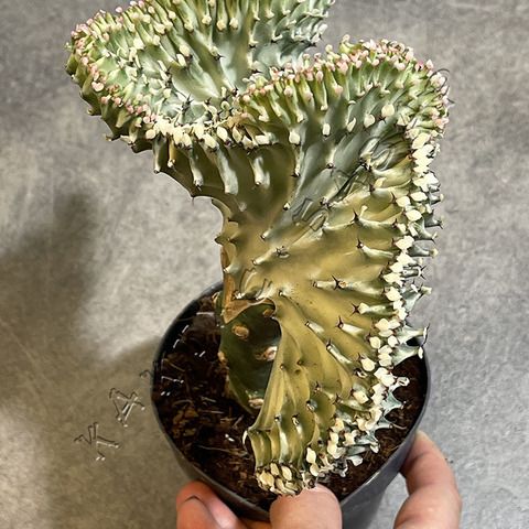 Эуфорбия Лактея Вариегата Кристата (прививка) d11