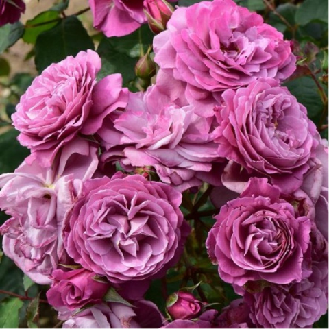 Маджента (Magenta)