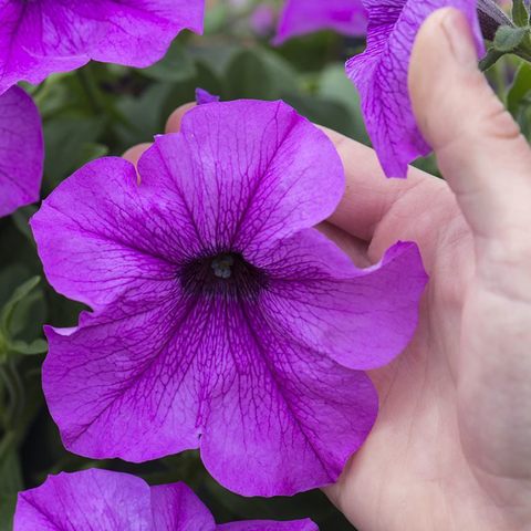 32423 ПЕТУНИЯ PETUNIA TITAN LAVENDER