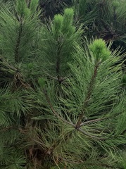 Teofrast Семена Сосна черная Pinus nigra