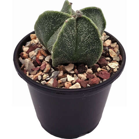 Астрофитум (Кактус)