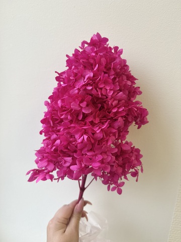 Гортензия стаб. пирамидальная Фуксия