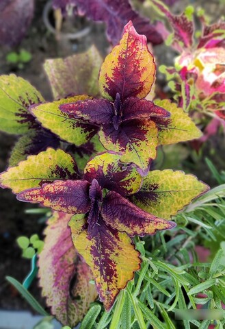 Аватаровна колеус КСР