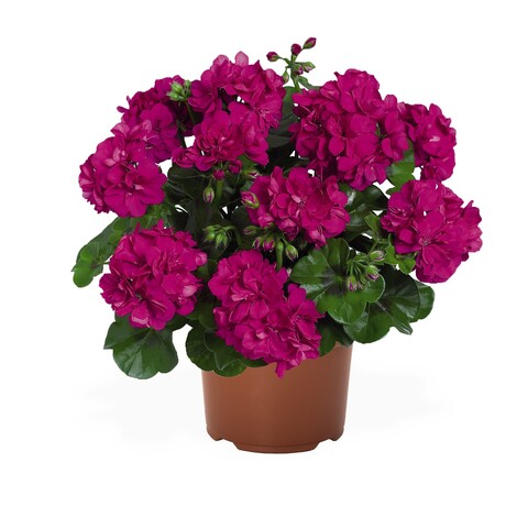 3120 Пеларгония плющелистная ATLANTIC VIOLET  (Весна 2026)